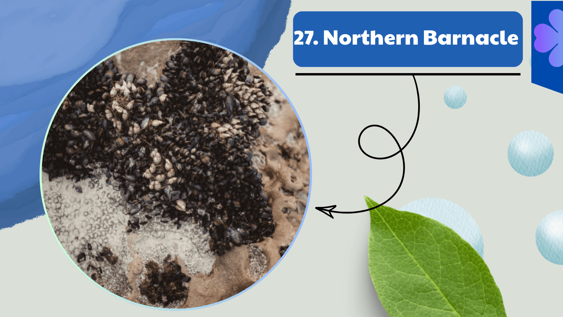 Northern Barnacle