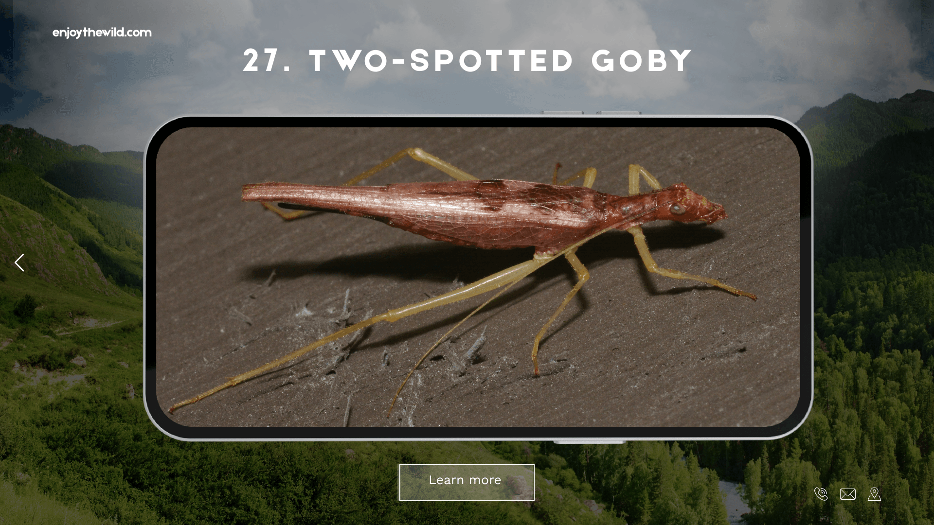 Two-Spotted Goby