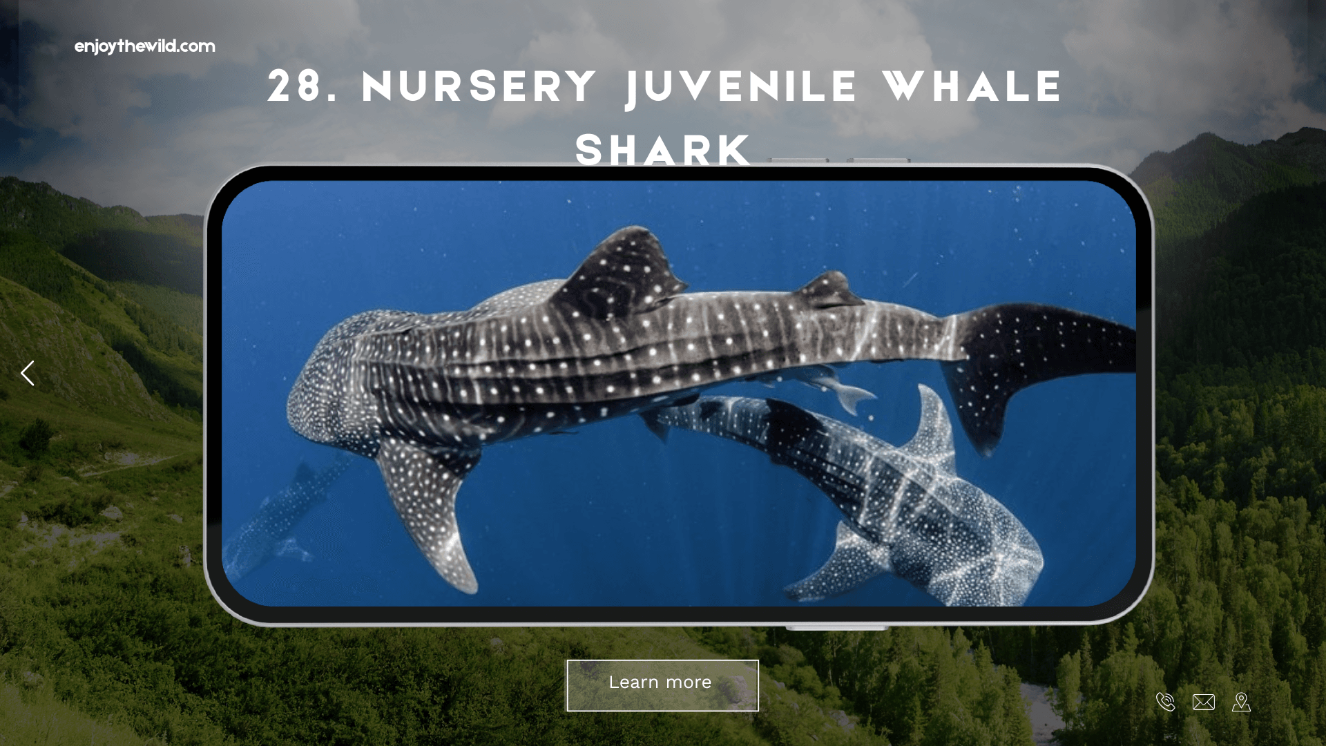 Nursery Juvenile Whale Shark