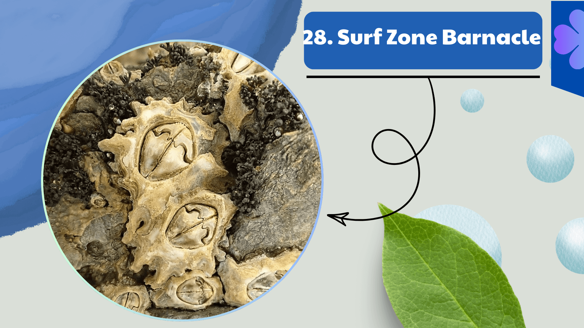 Surf Zone Barnacle