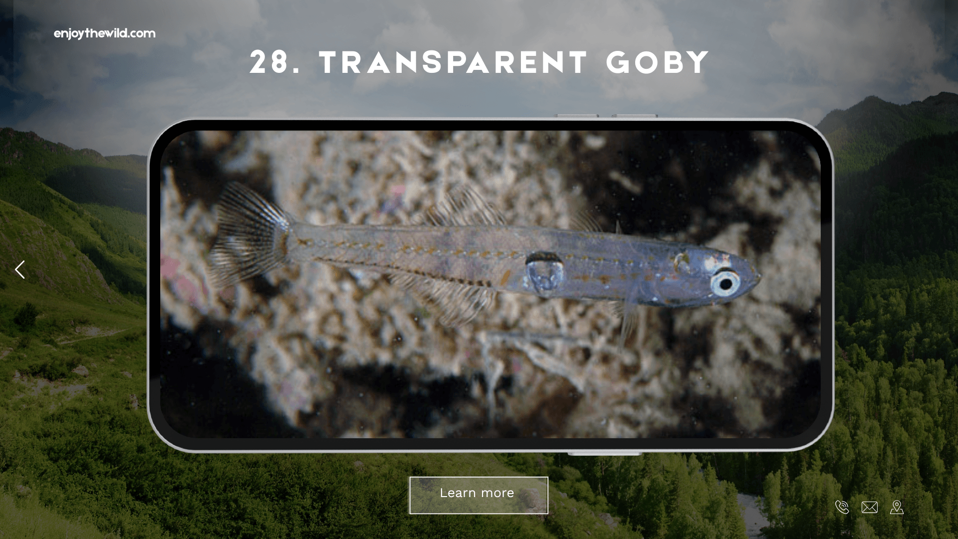 Transparent Goby