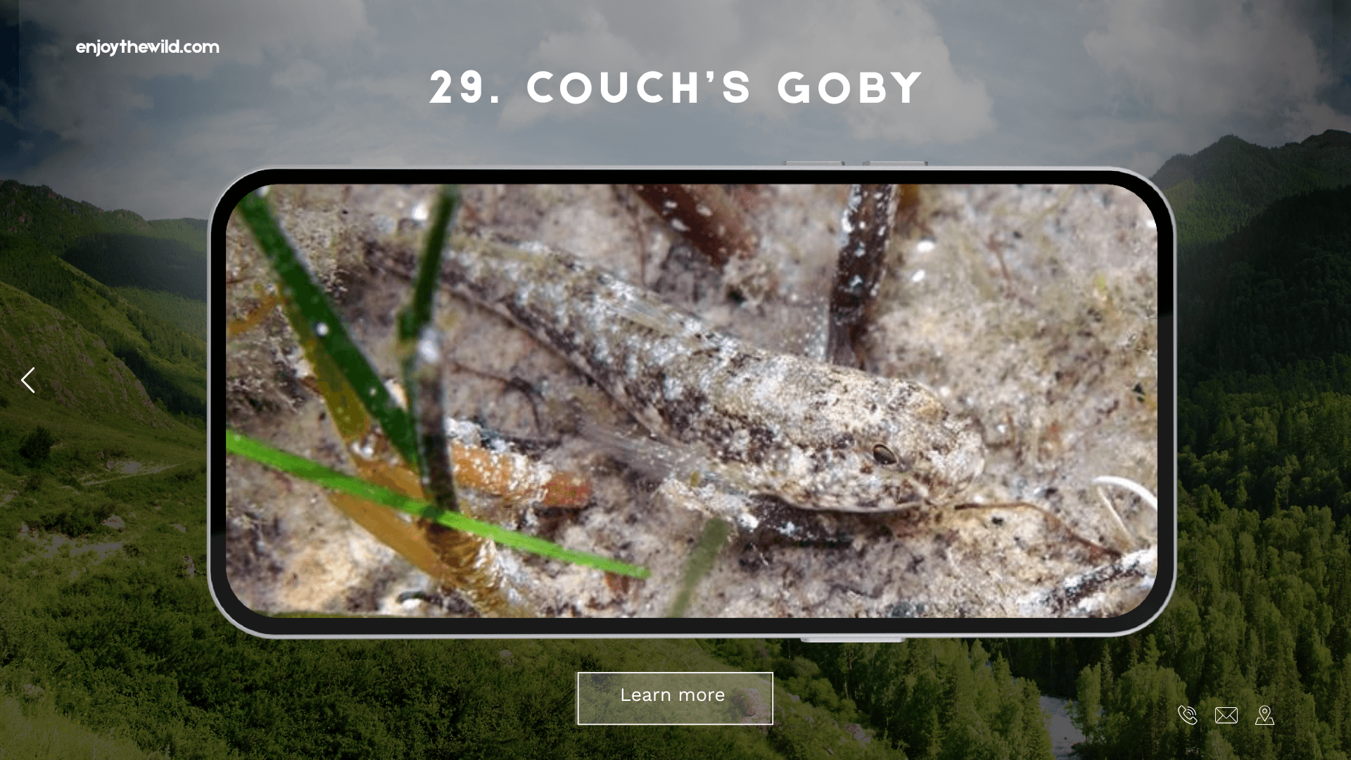 Couch’s Goby