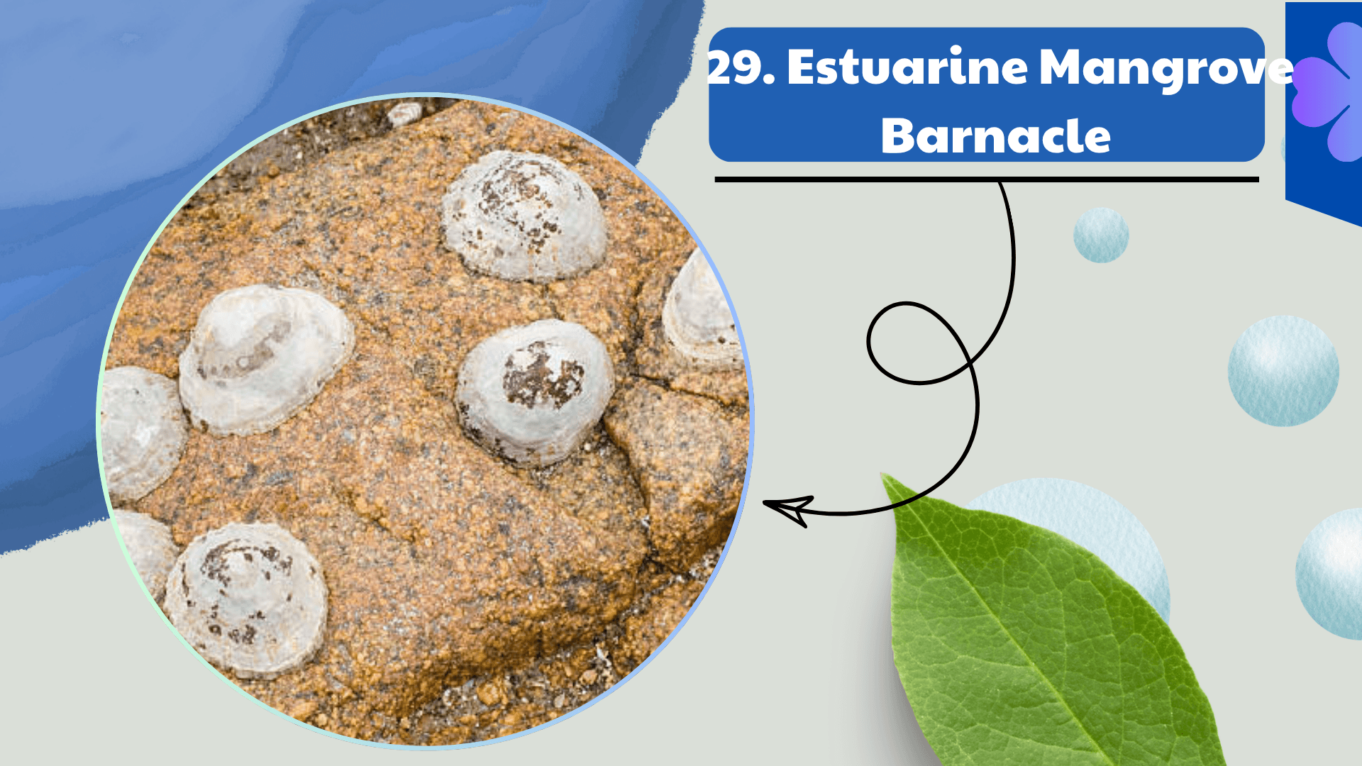 Estuarine Mangrove Barnacle