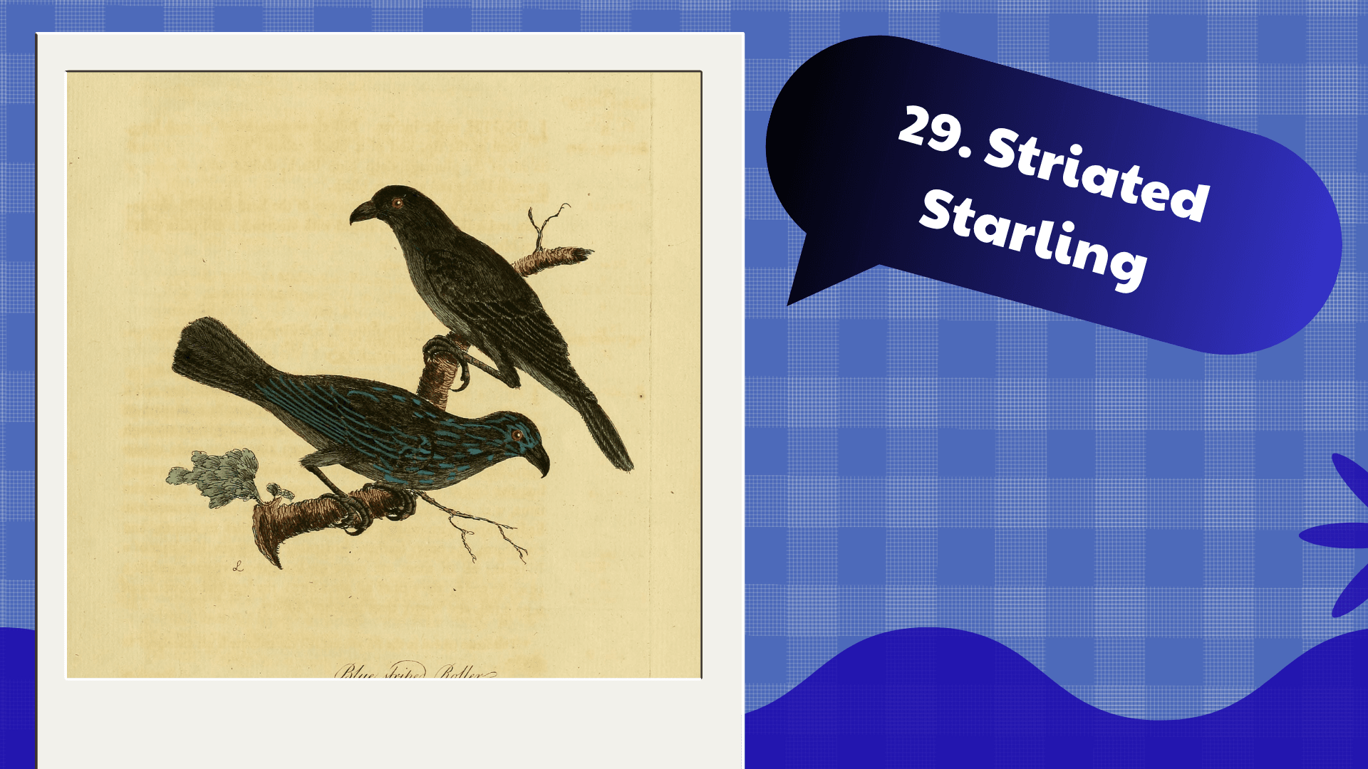 Striated Starling