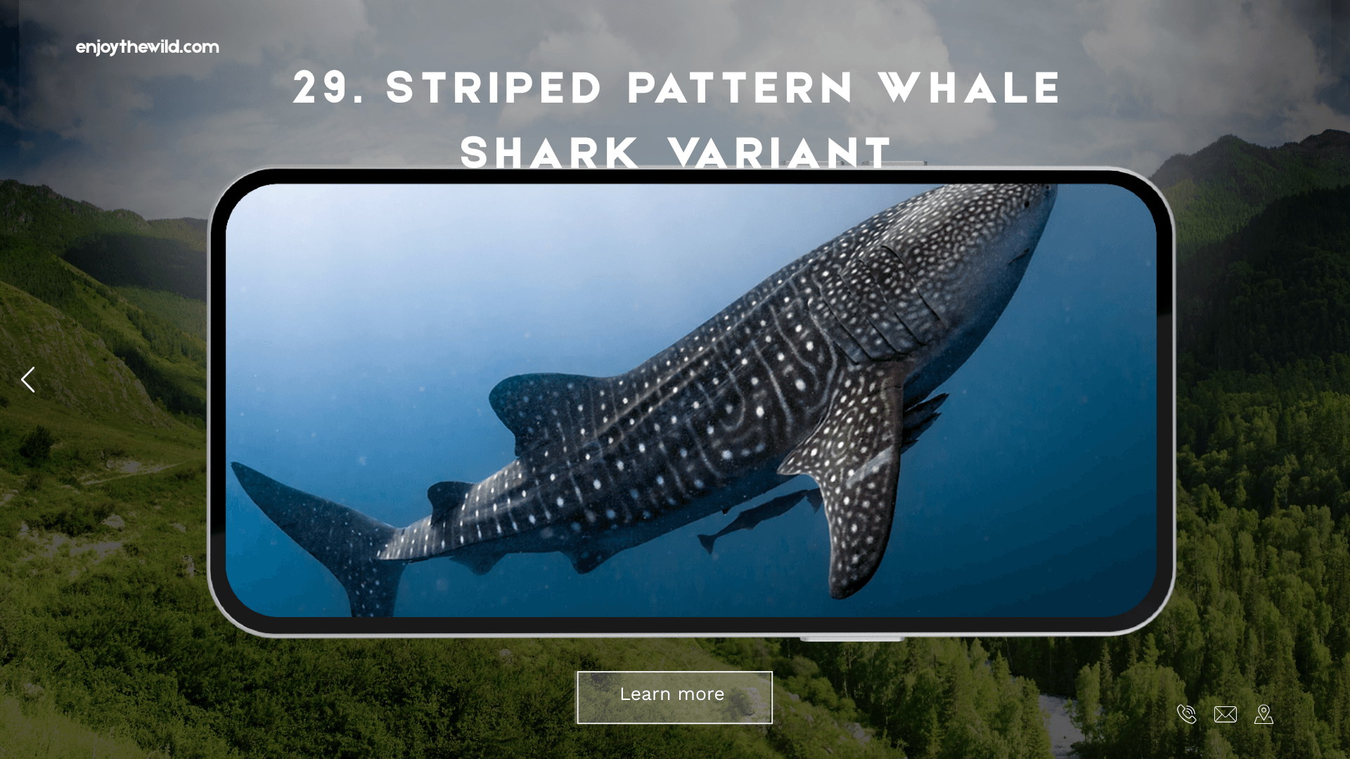 Striped Pattern Whale Shark Variant