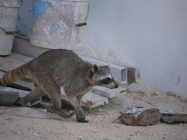 Cozumel-Raccoon