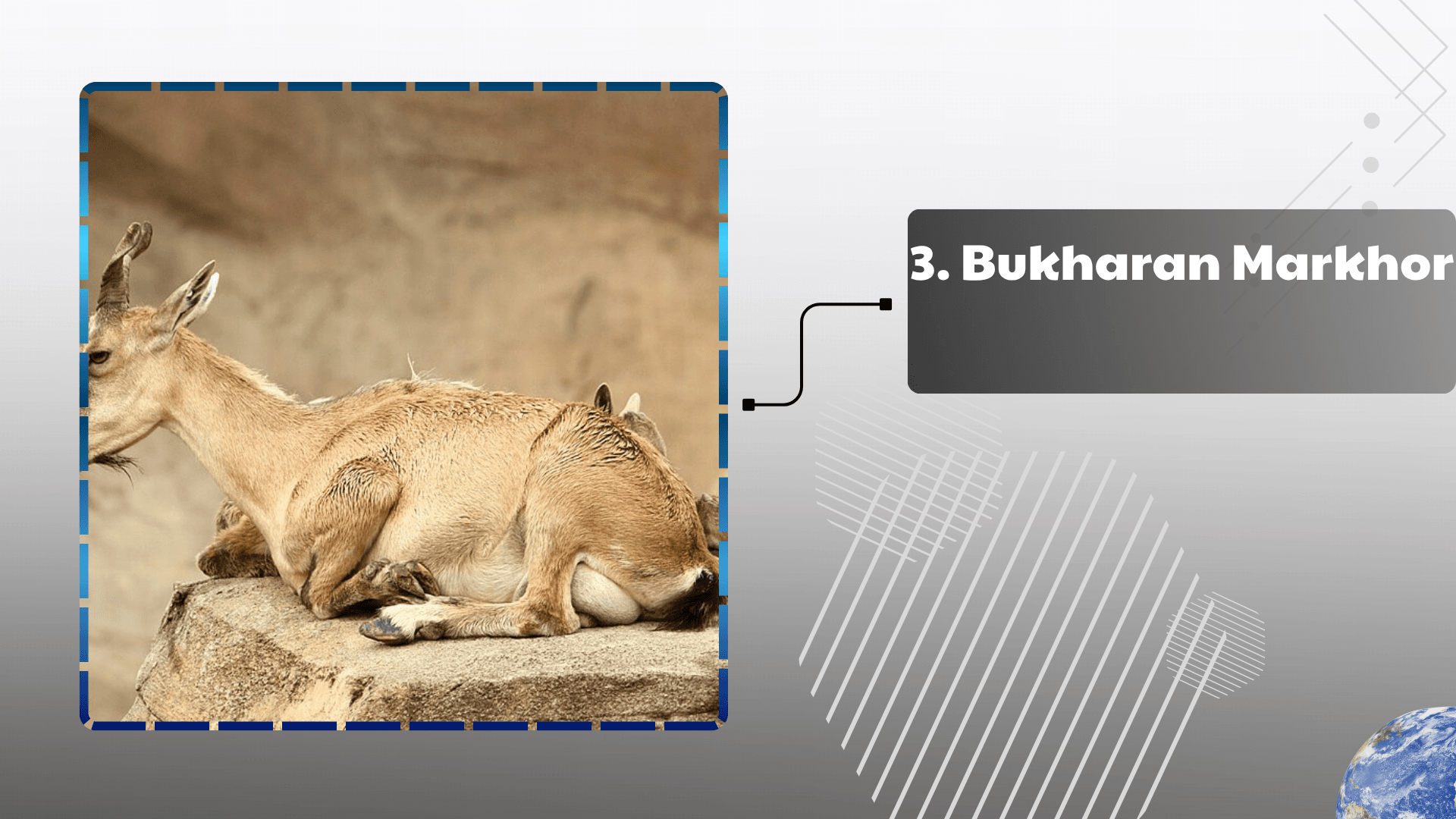 Bukharan Markhor