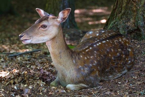 Fallow-DeerFallow-Deer