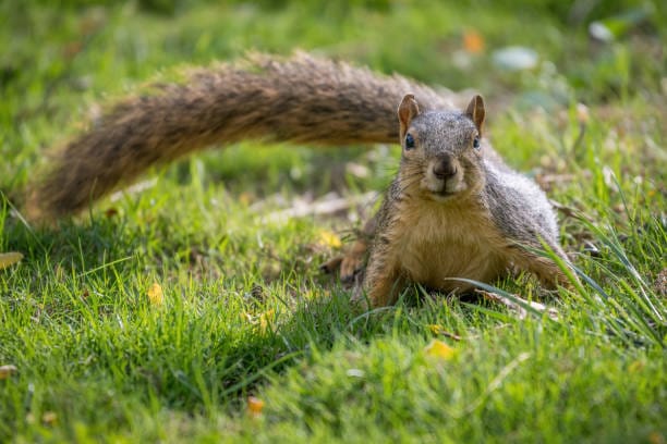 Fox-Squirrel