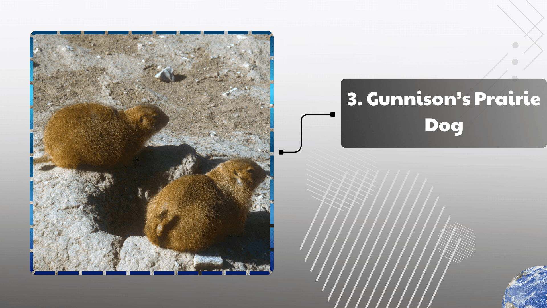 Gunnison’s Prairie Dog