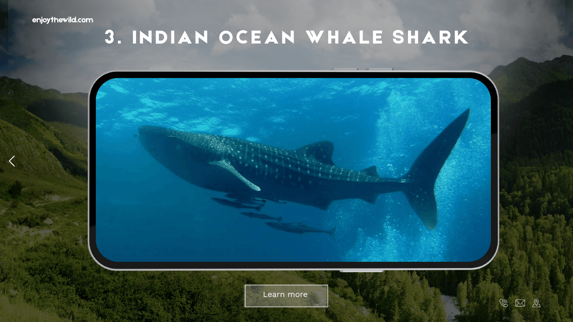 Indian Ocean Whale Shark