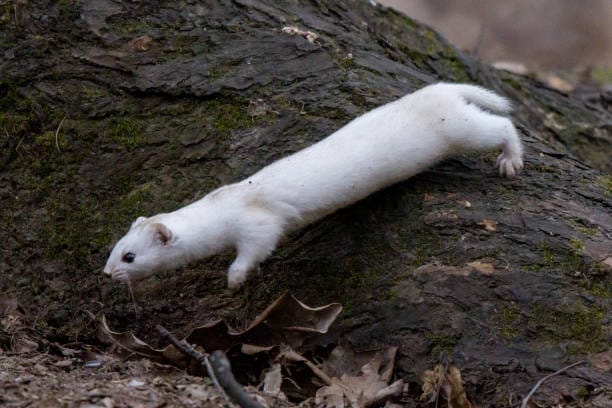 Least-Weasel