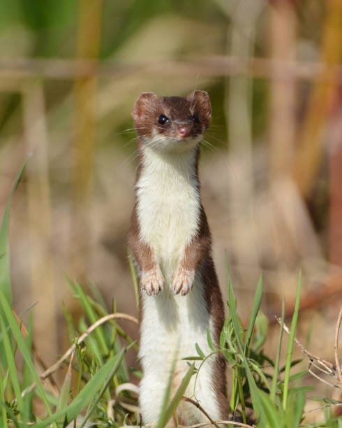 Least-Weasel