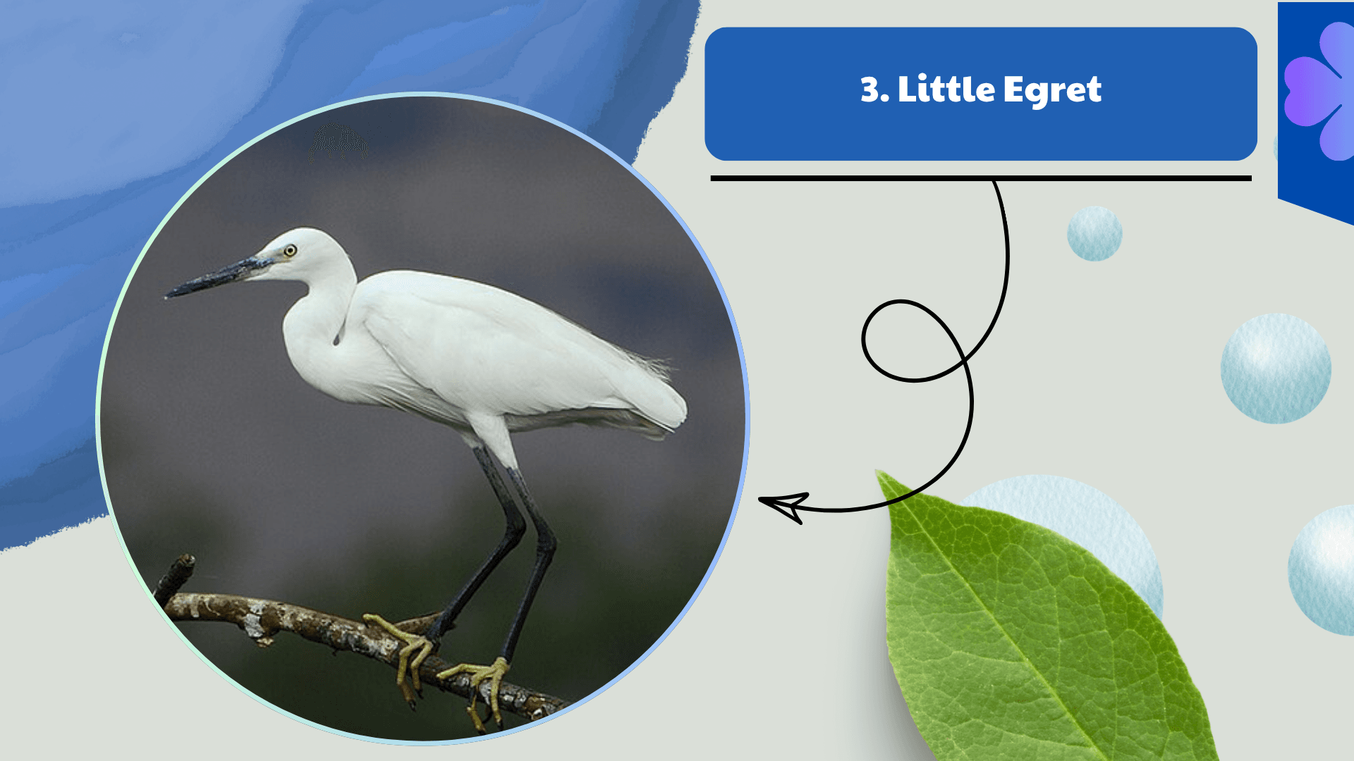 Little Egret