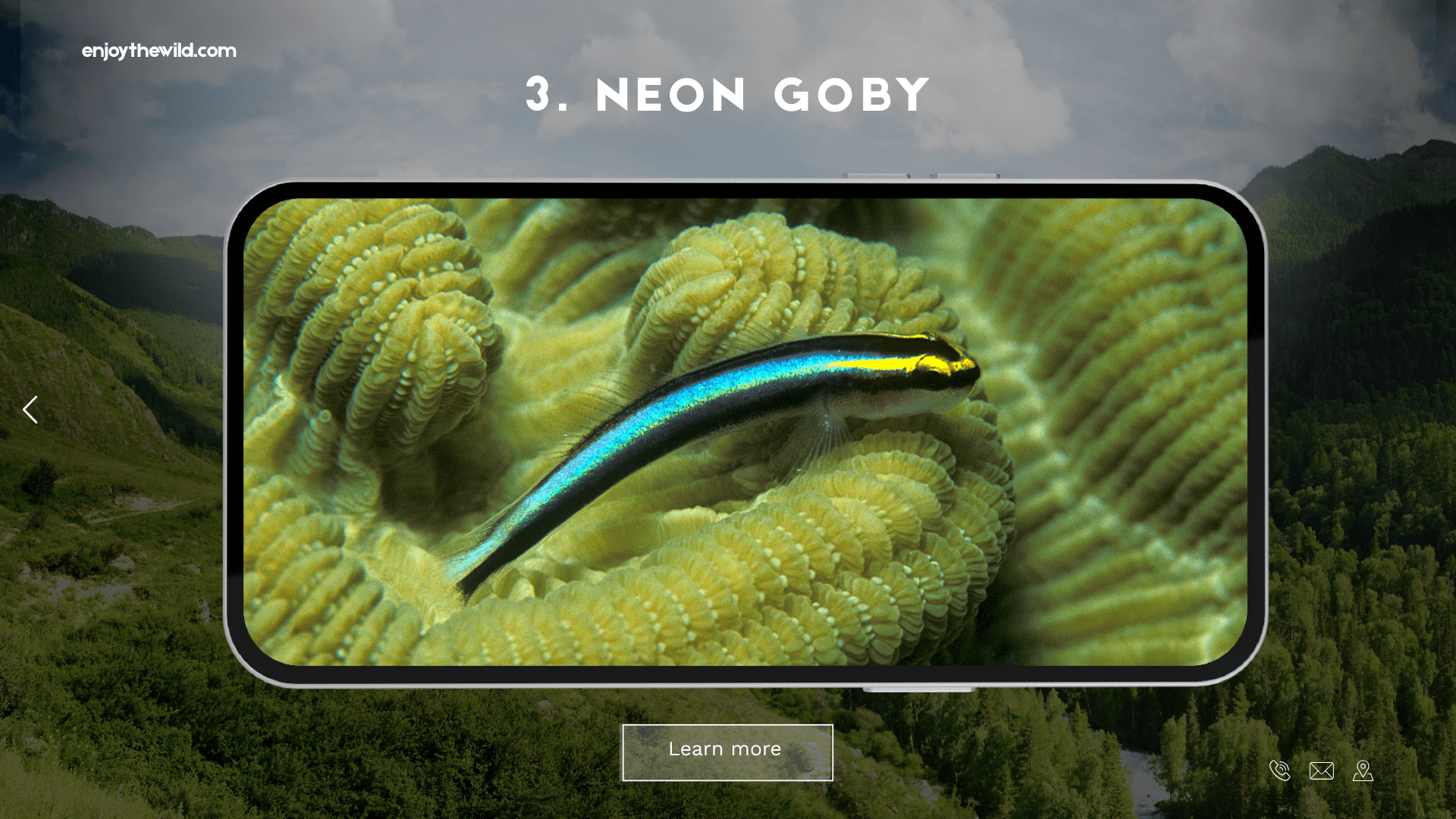 Neon Goby