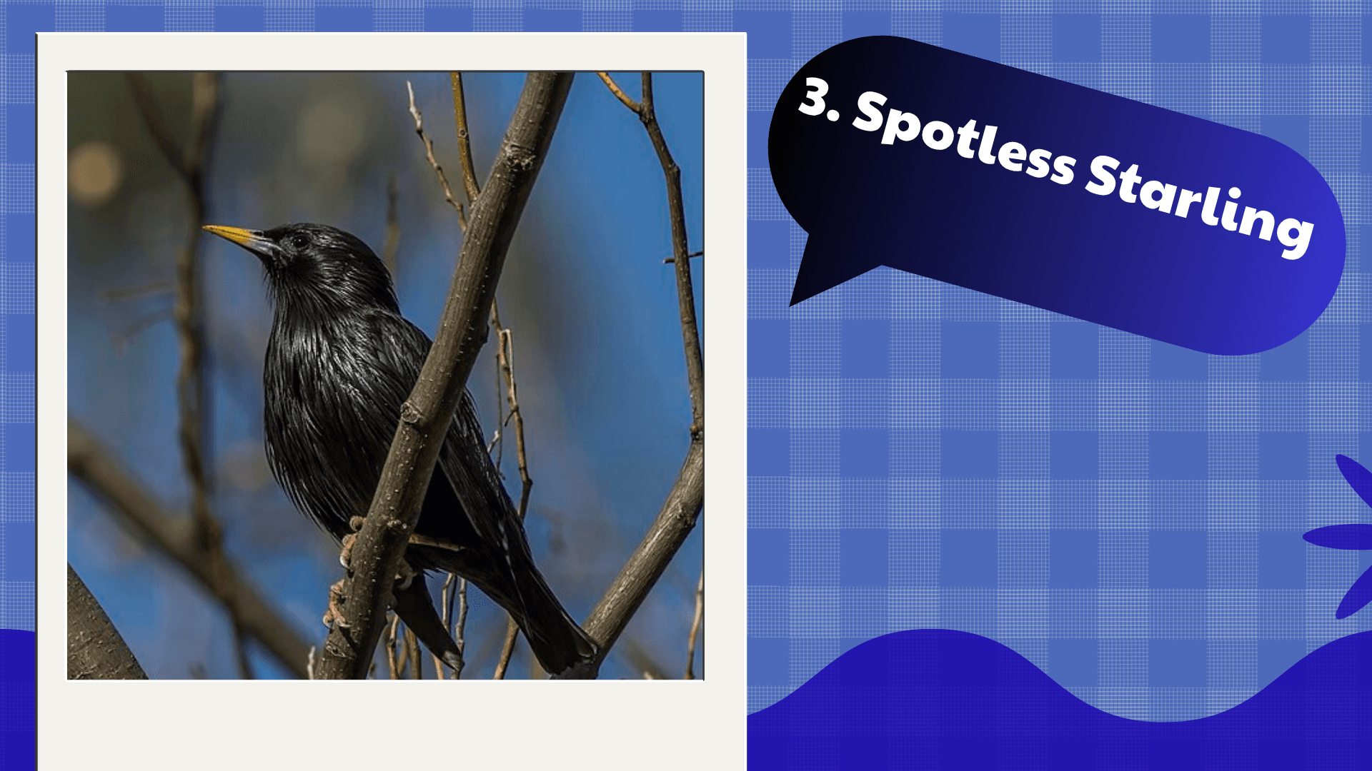 Spotless Starling