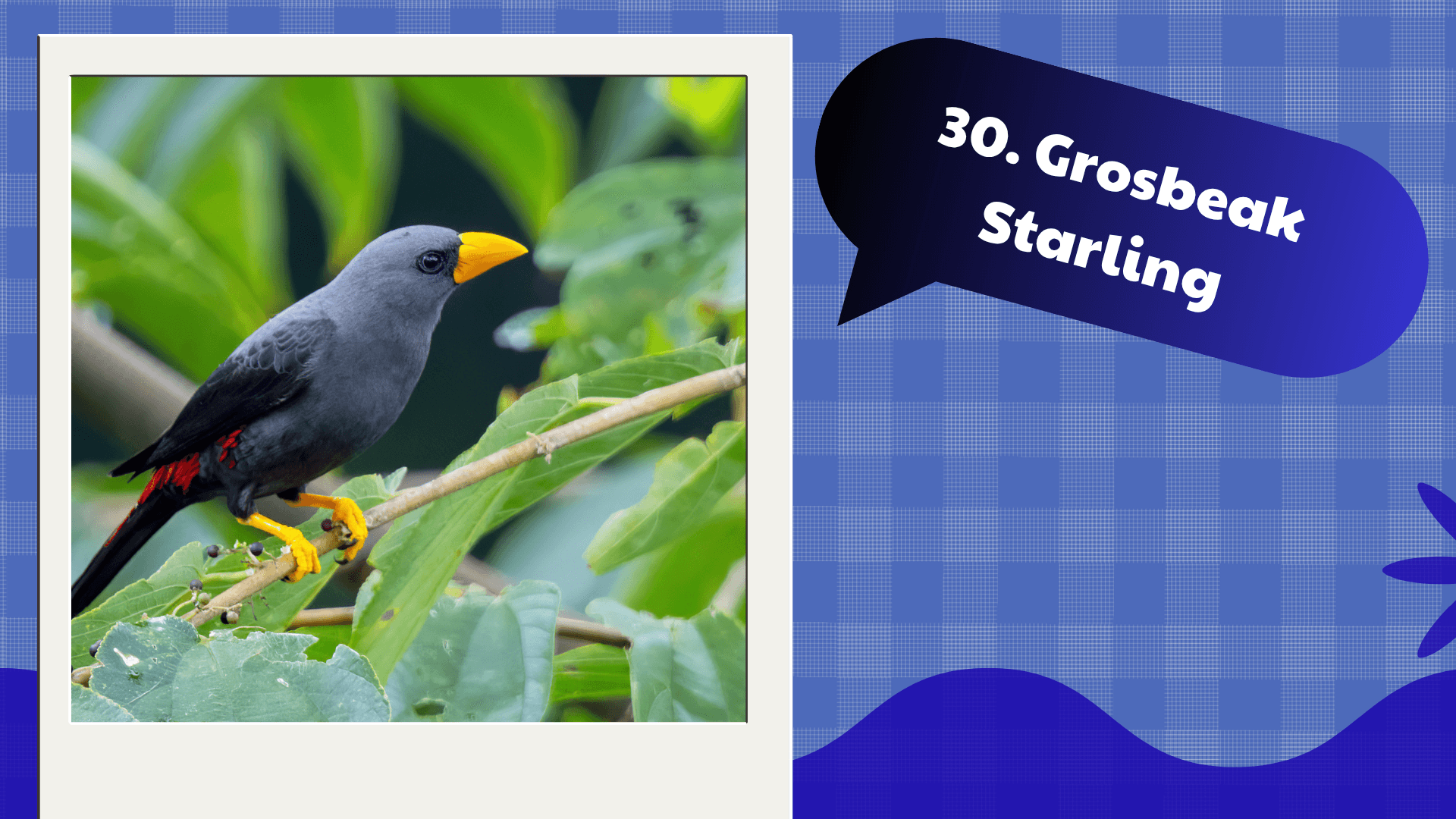 Grosbeak Starling