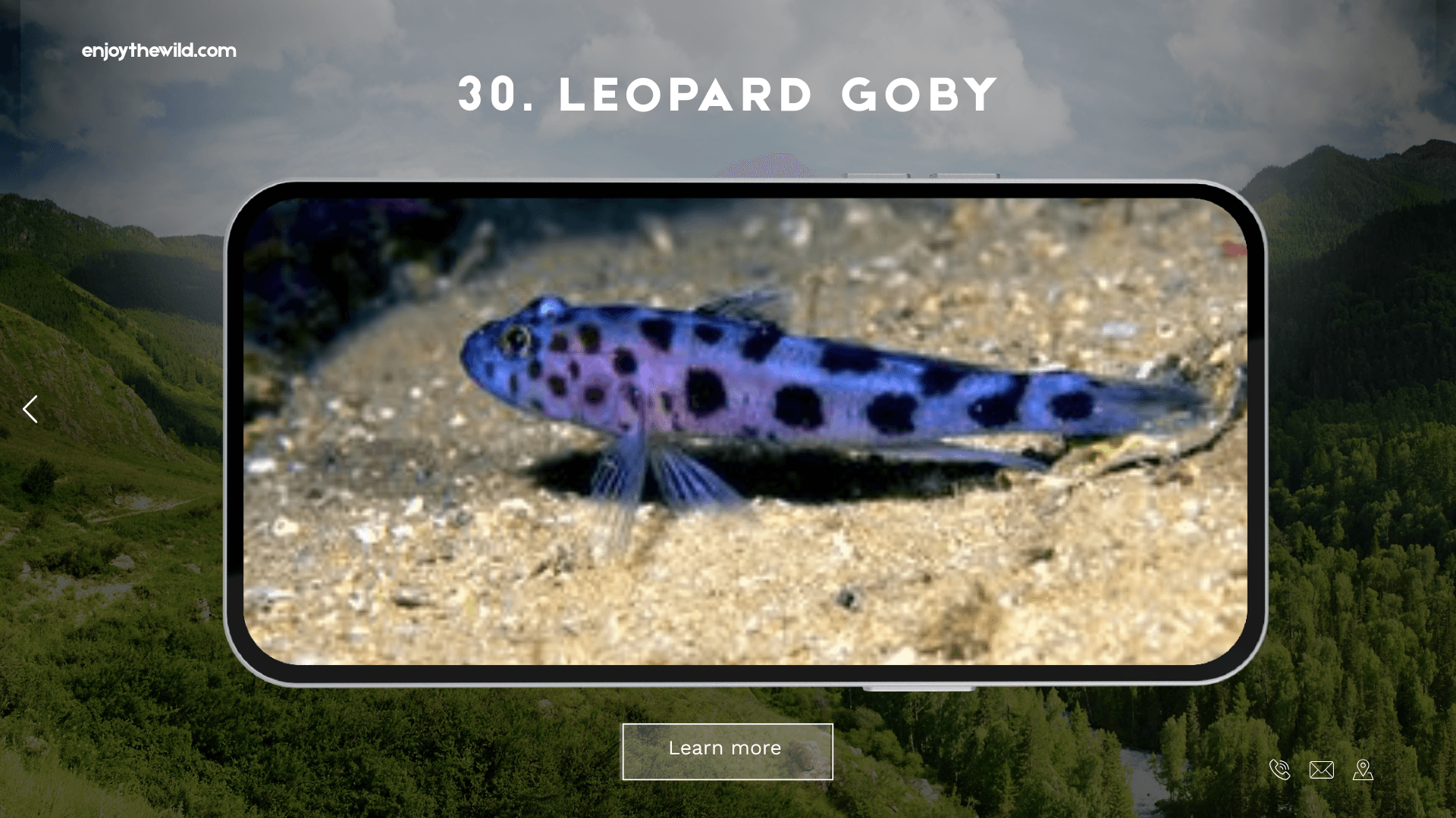 Leopard Goby