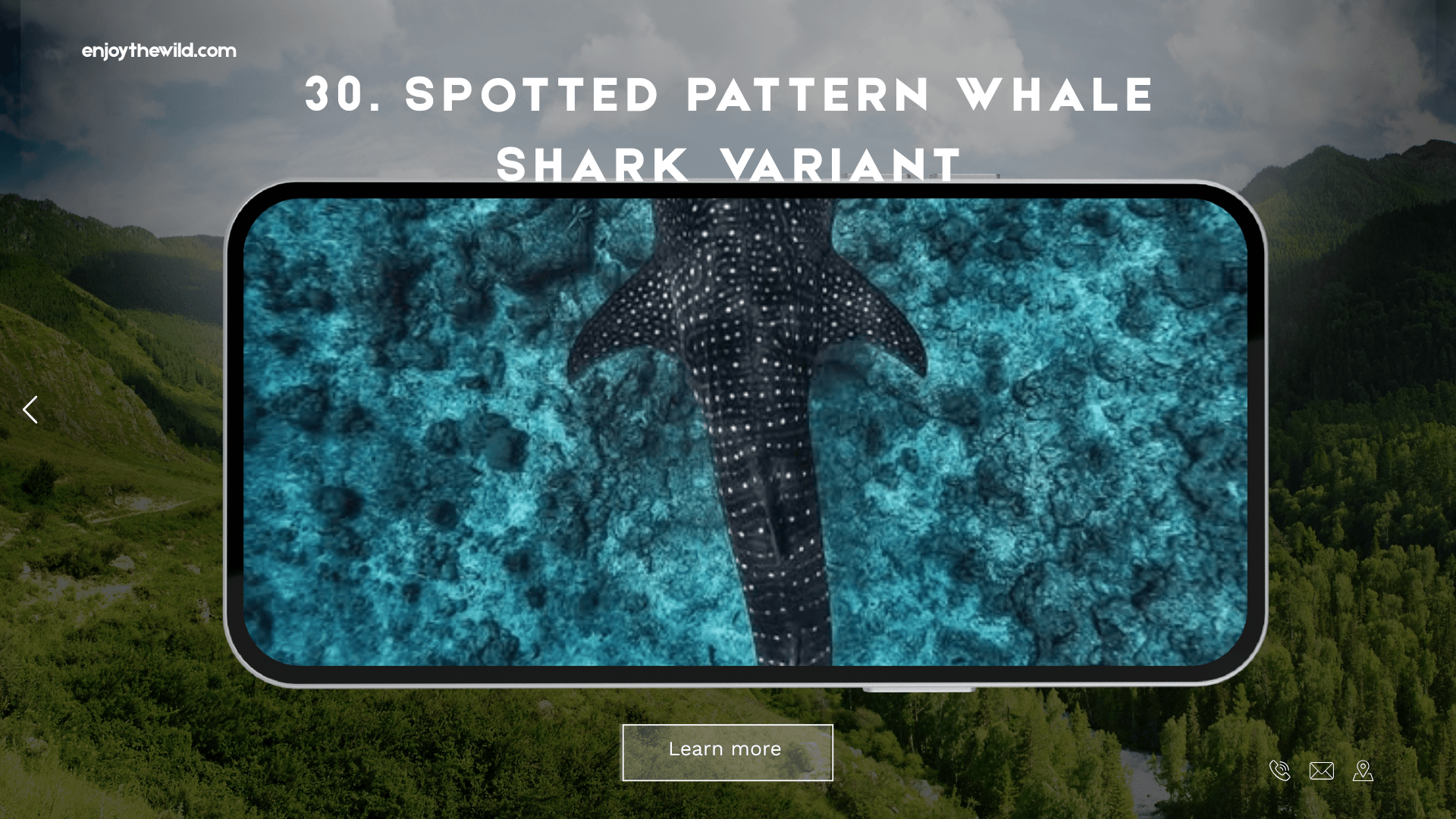 Spotted Pattern Whale Shark Variant