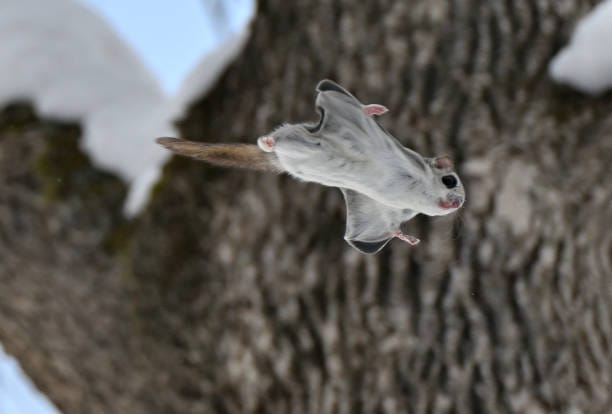 Northern-Flying-Squirrel