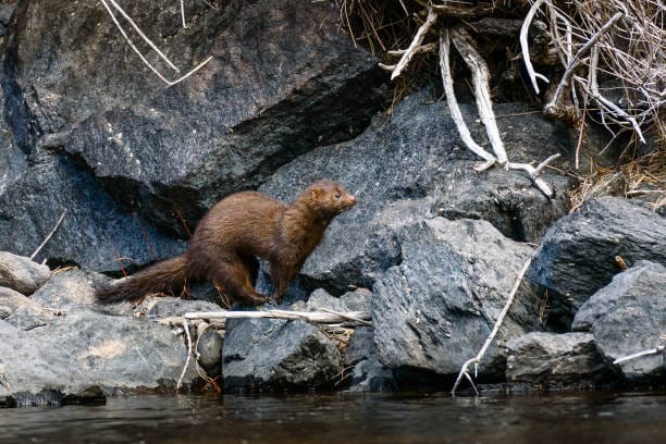American-Mink