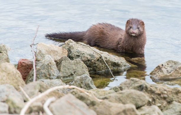 American-Mink