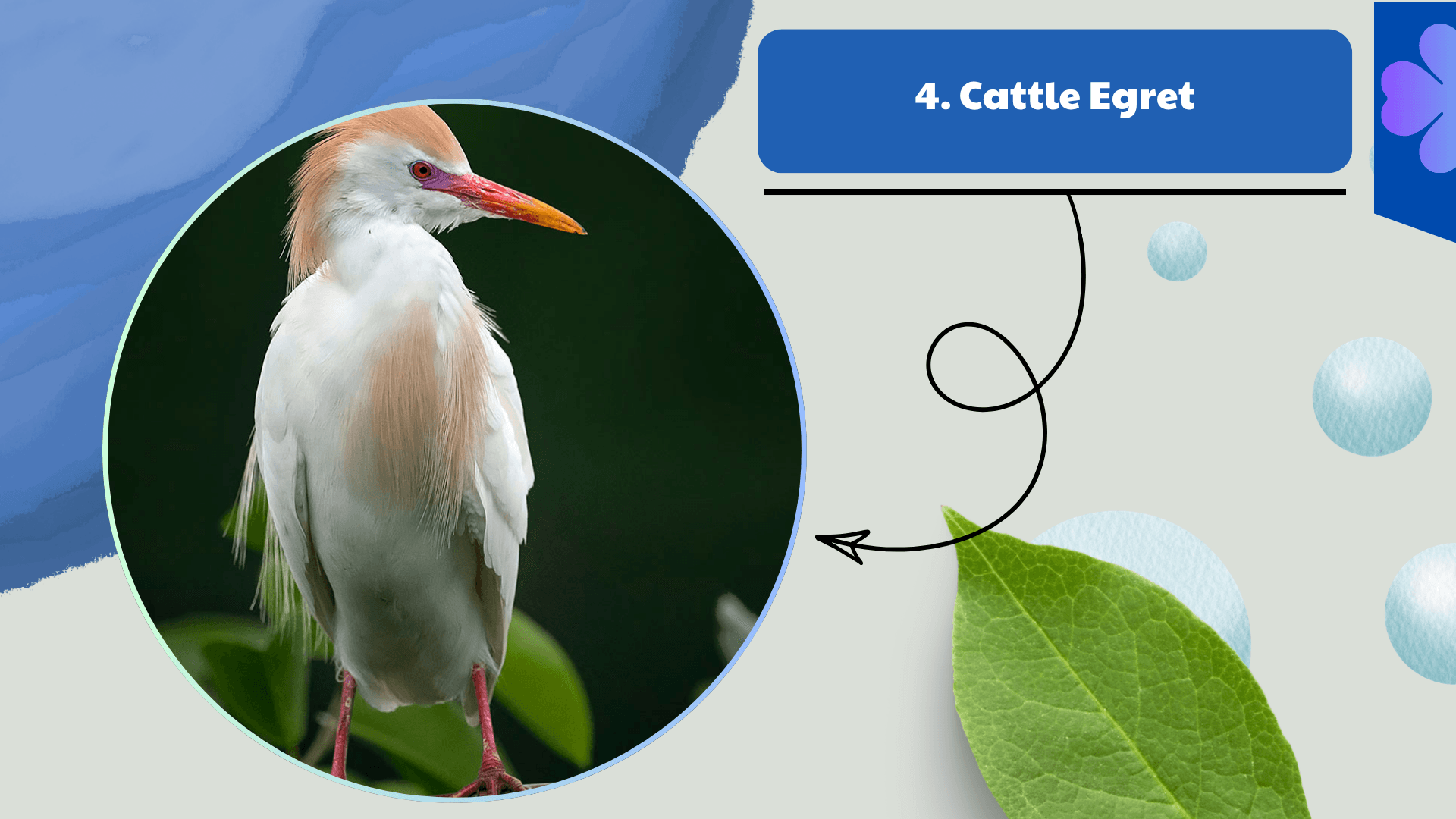 Cattle Egret