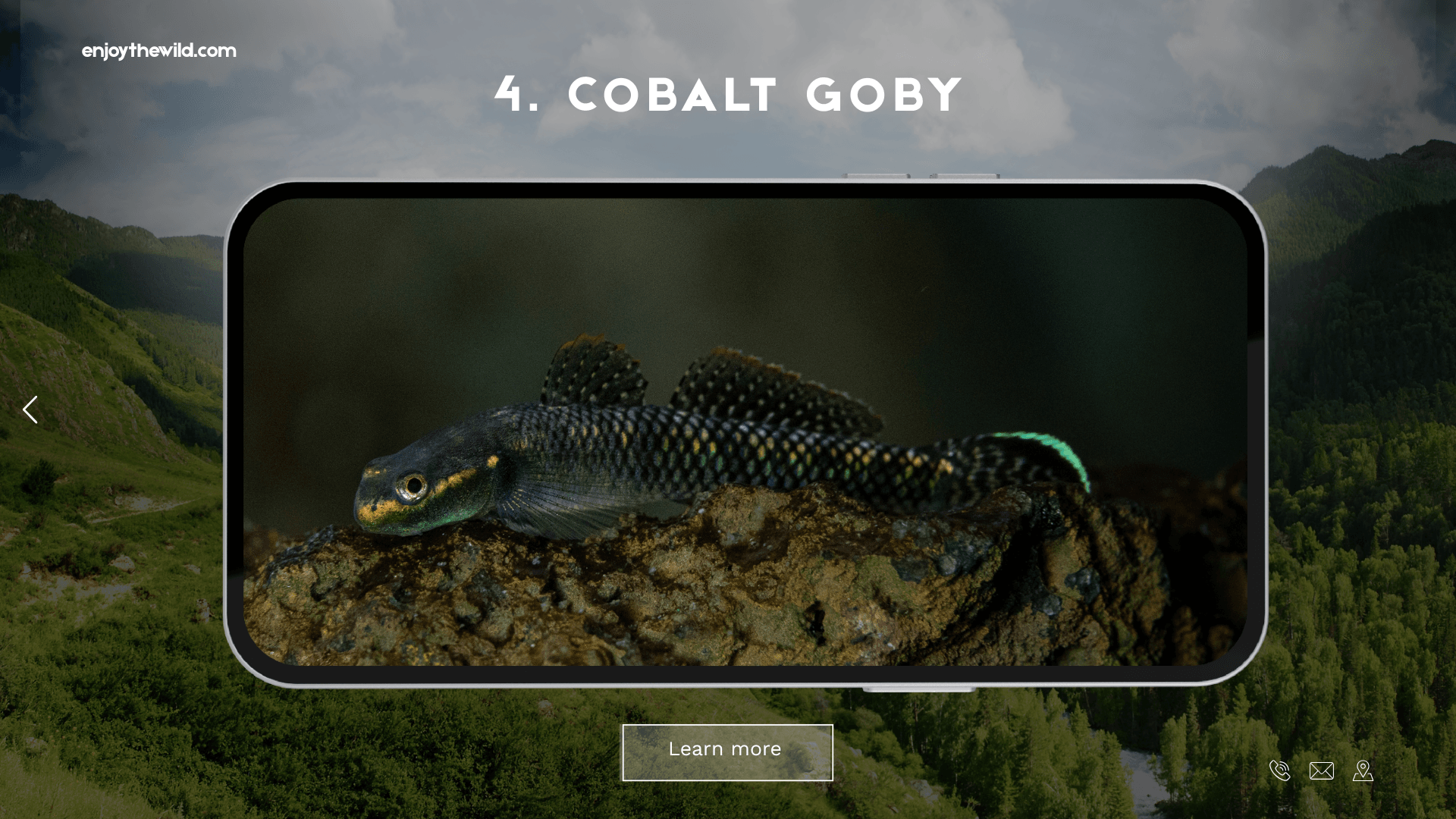 Cobalt Goby