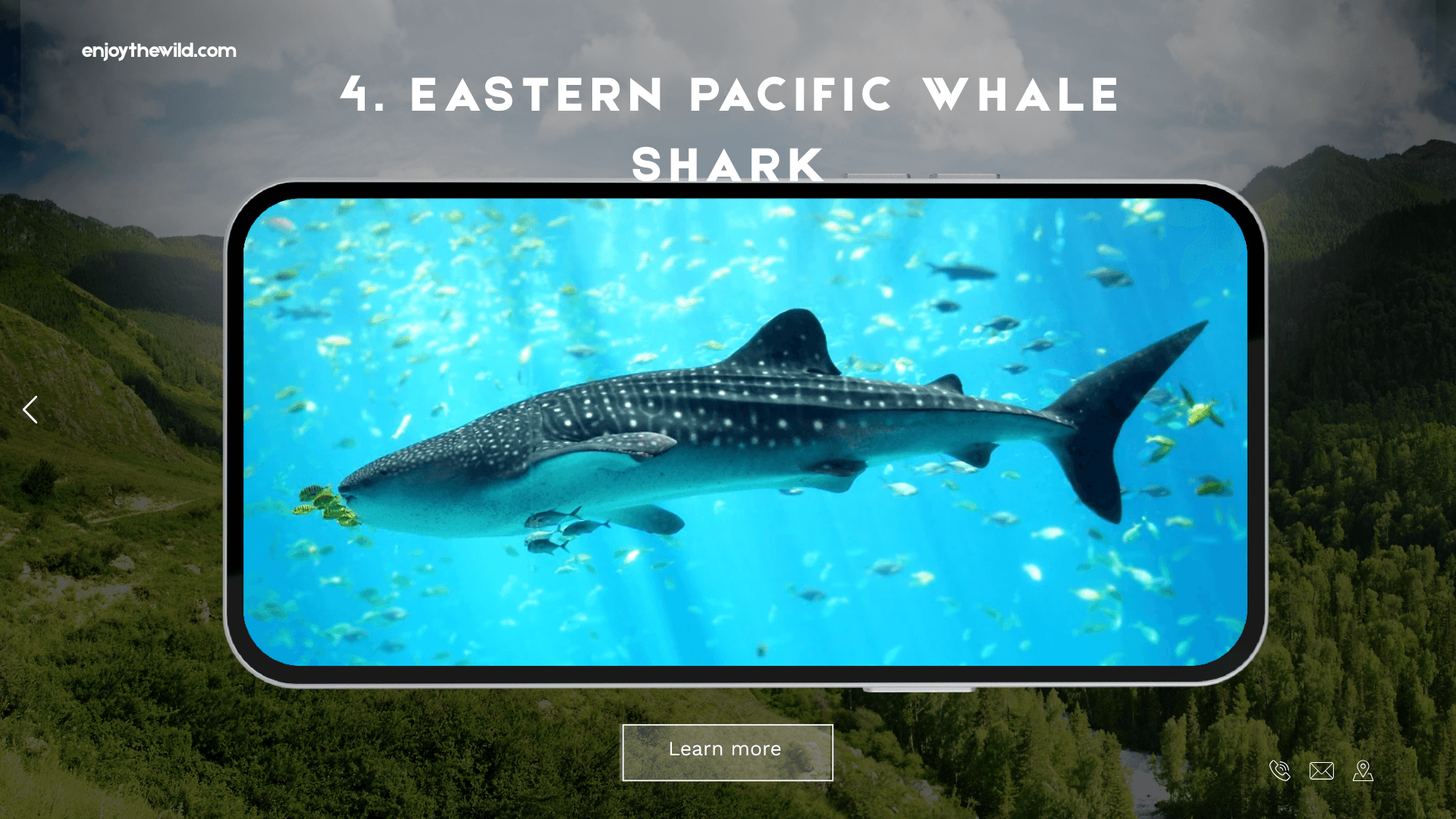 Eastern Pacific Whale Shark