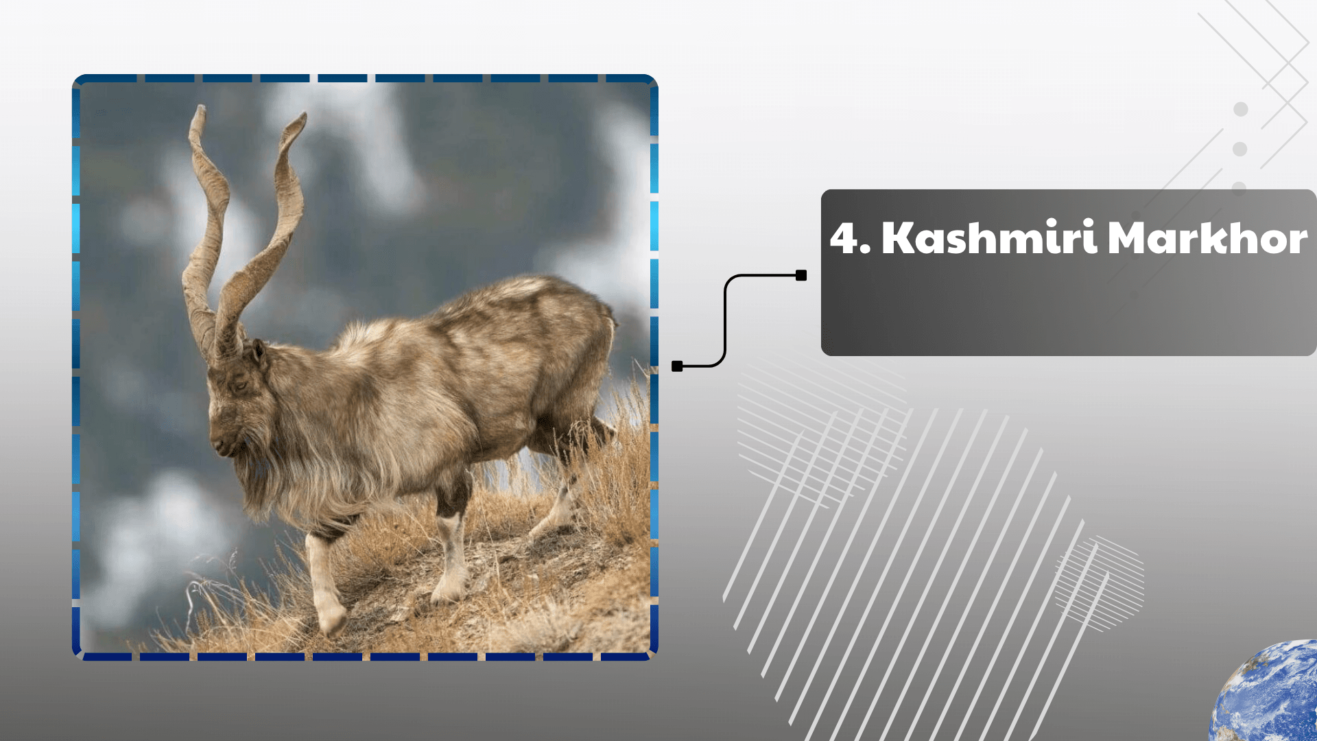 Kashmiri Markhor