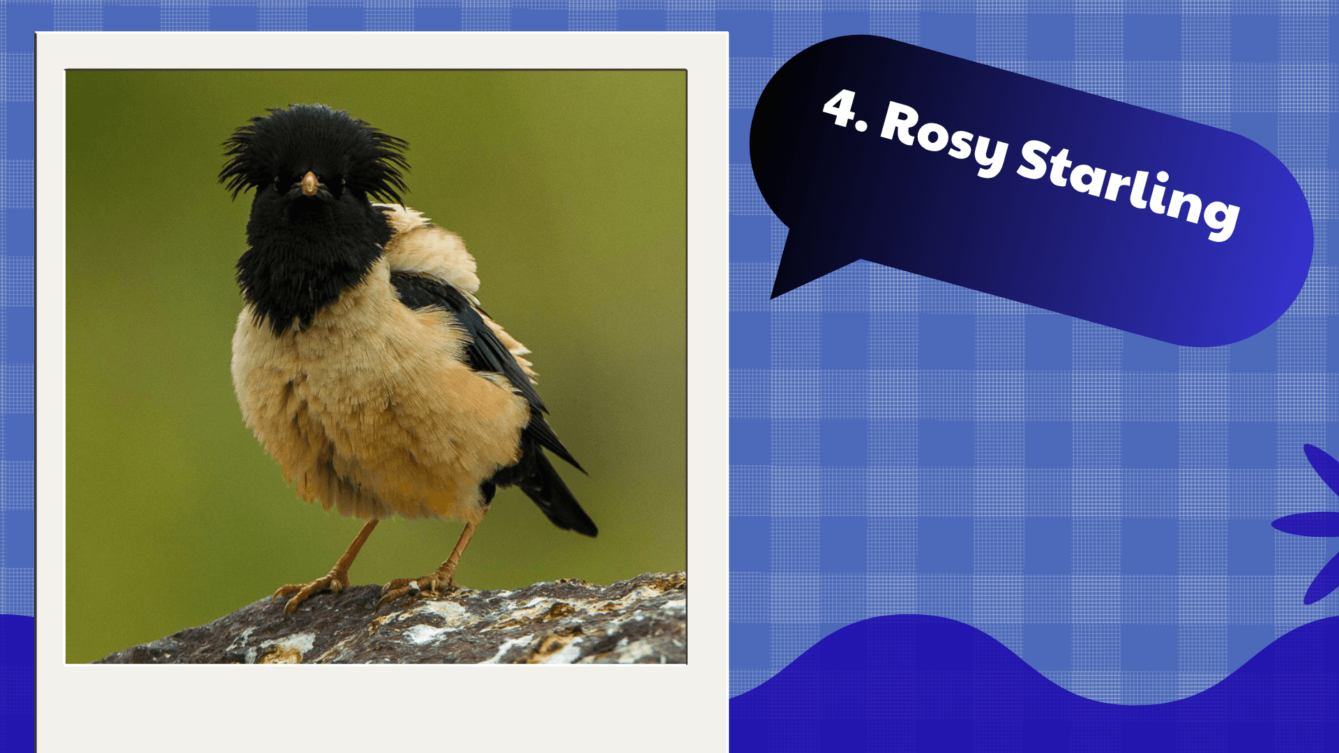 Rosy Starling