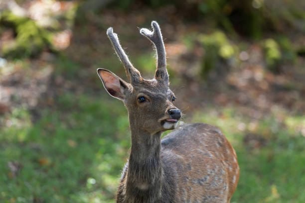 Sika-Deer