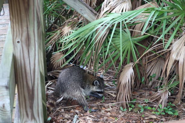 Florida-Raccoon