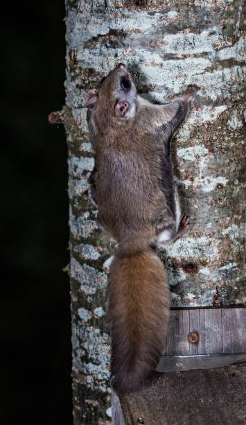 Southern-Flying-Squirrel