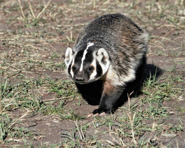 American-Badger