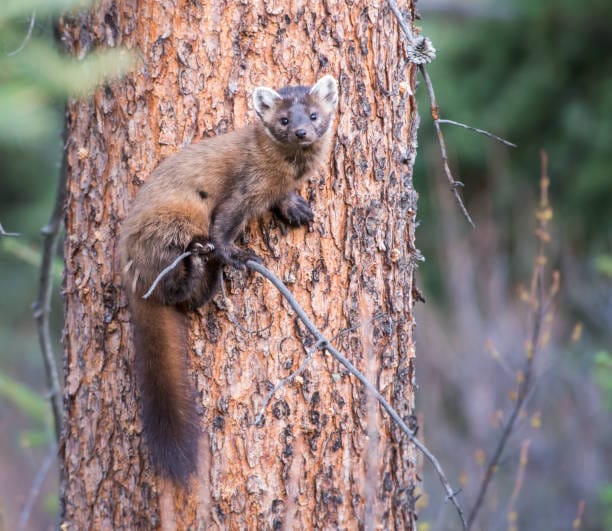 American-Marten