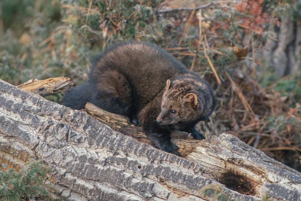 Fisher-Pekania-pennanti