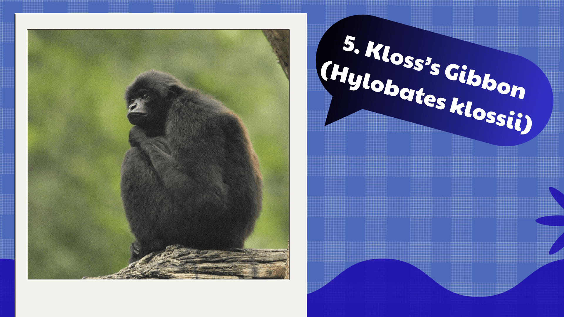 Kloss’s Gibbon