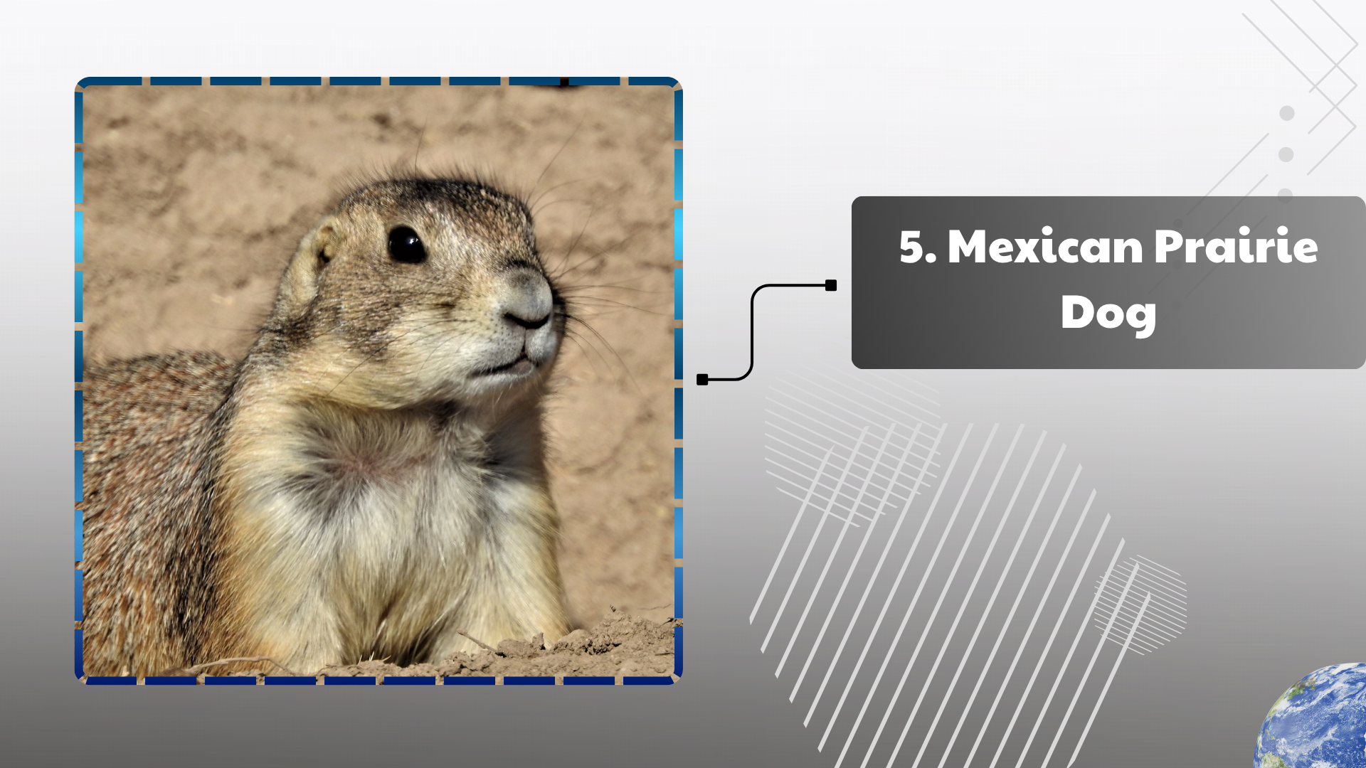 Mexican Prairie Dog