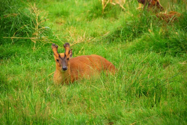 Muntjac-Deer