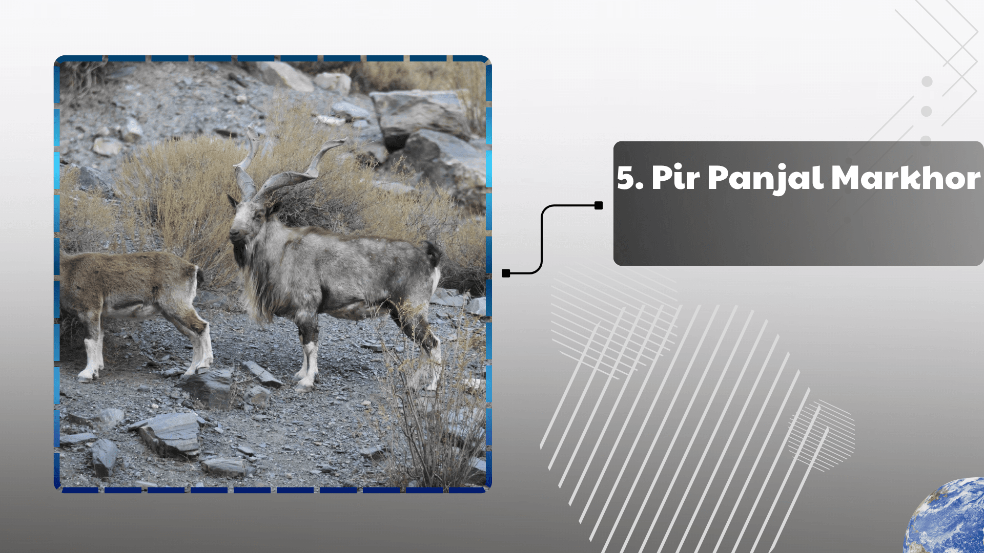 Pir Panjal Markhor