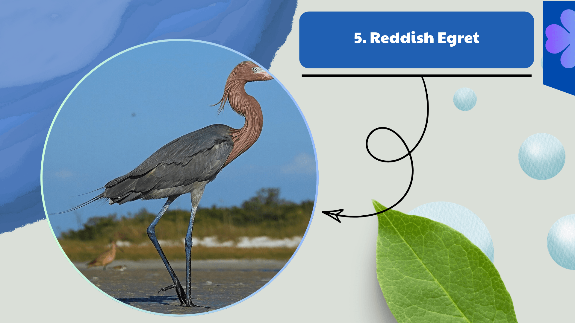 Reddish Egret