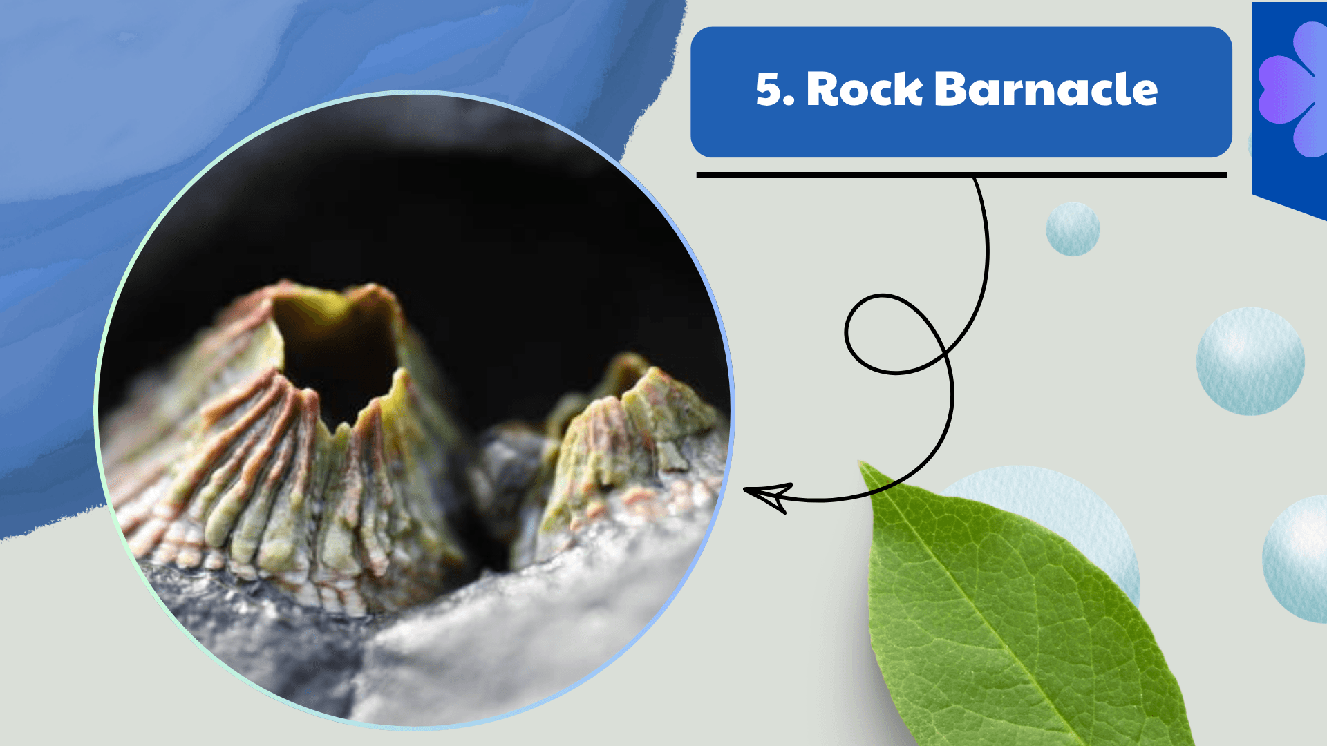 Rock Barnacle