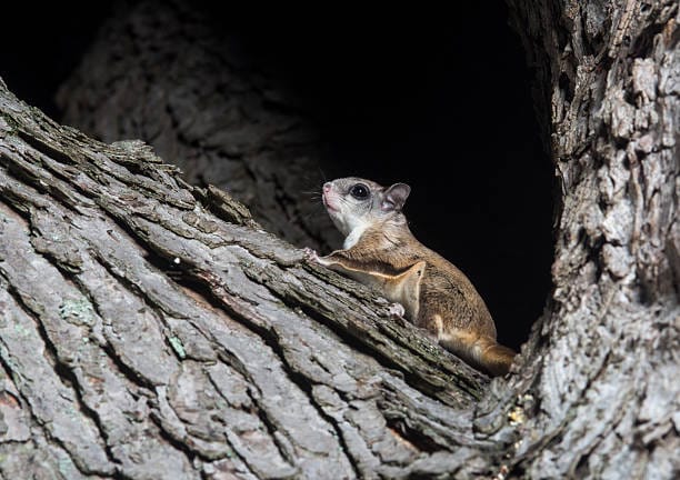 Southern-Flying-Squirrel