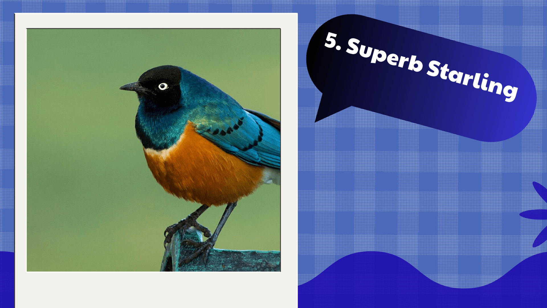 Superb Starling