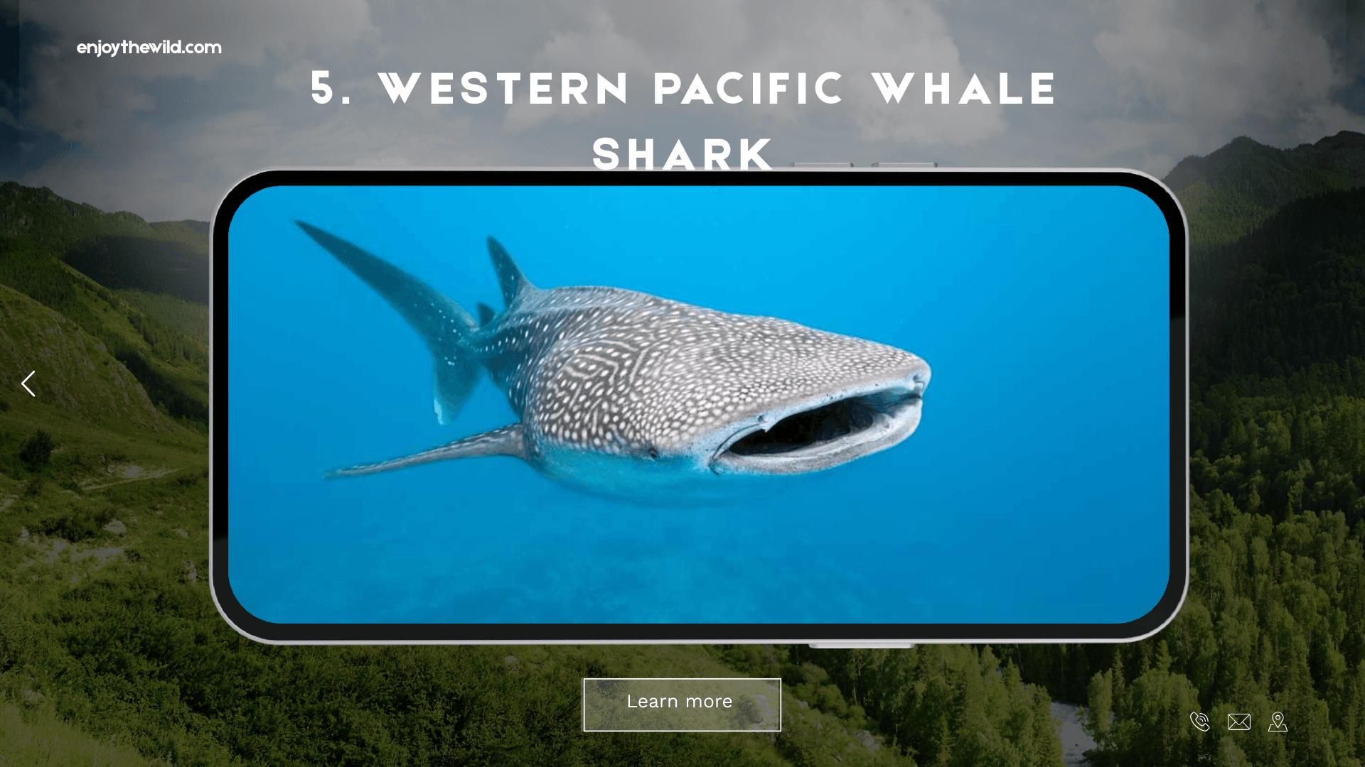 Western Pacific Whale Shark