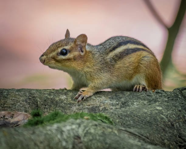 Eastern-Chipmunk