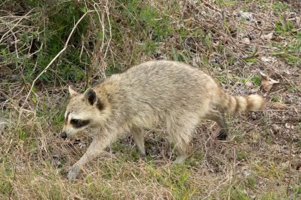 Texas-Raccoon