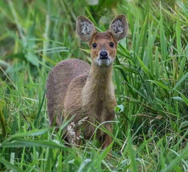 -Chinese-Water-Deer