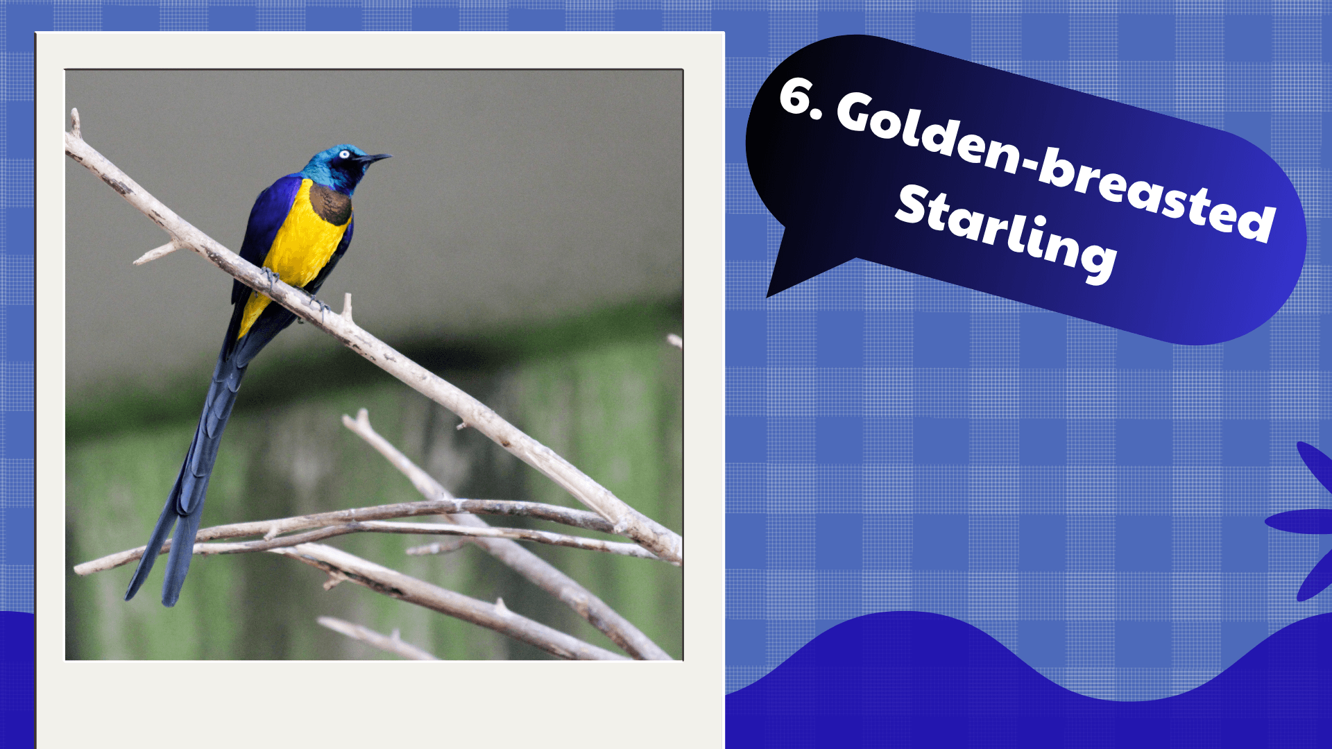 Golden-breasted Starling